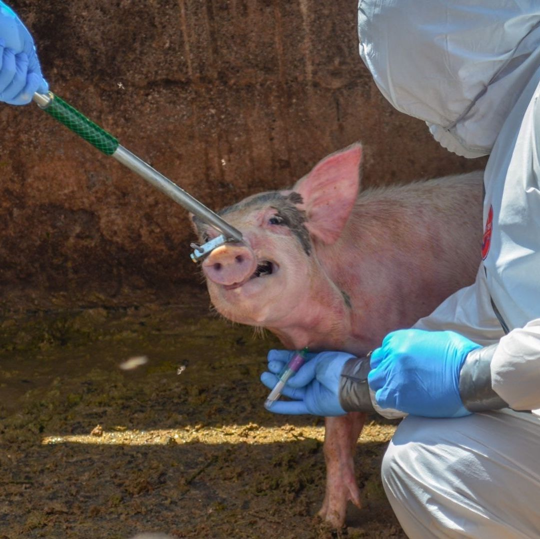 Unas personas vestidas de blanco realizan un procedimiento a un puerco.