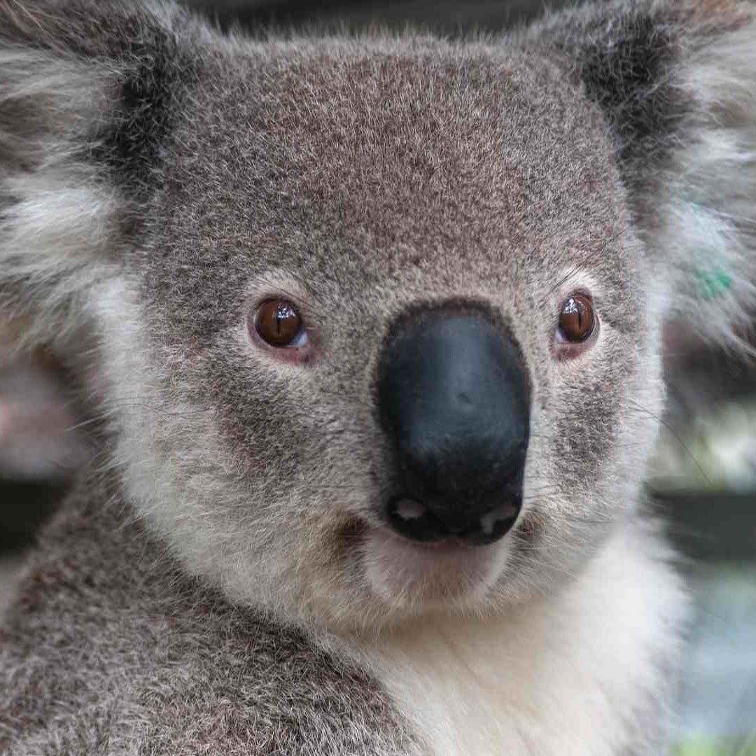 Video: Koala entra a tienda y trepa pierna de empleado