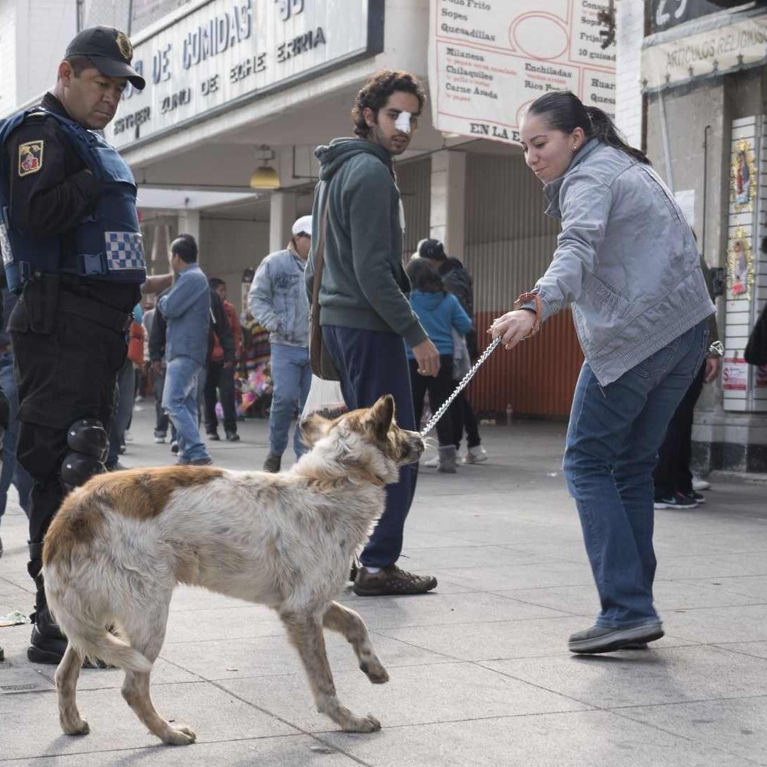 Perritos peregrinos en la Basílica de Guadalupe