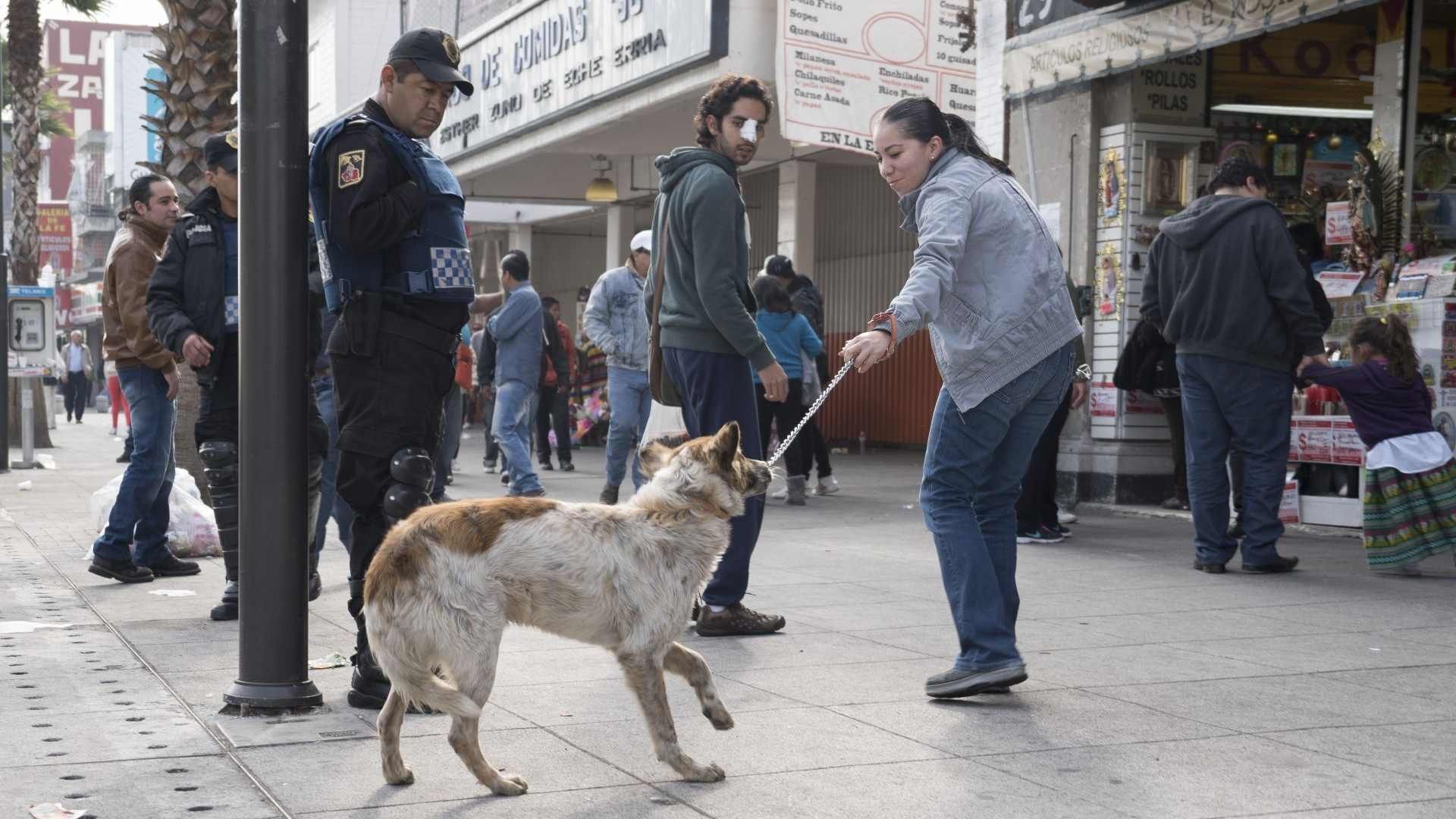 Perritos peregrinos en la Basílica de Guadalupe