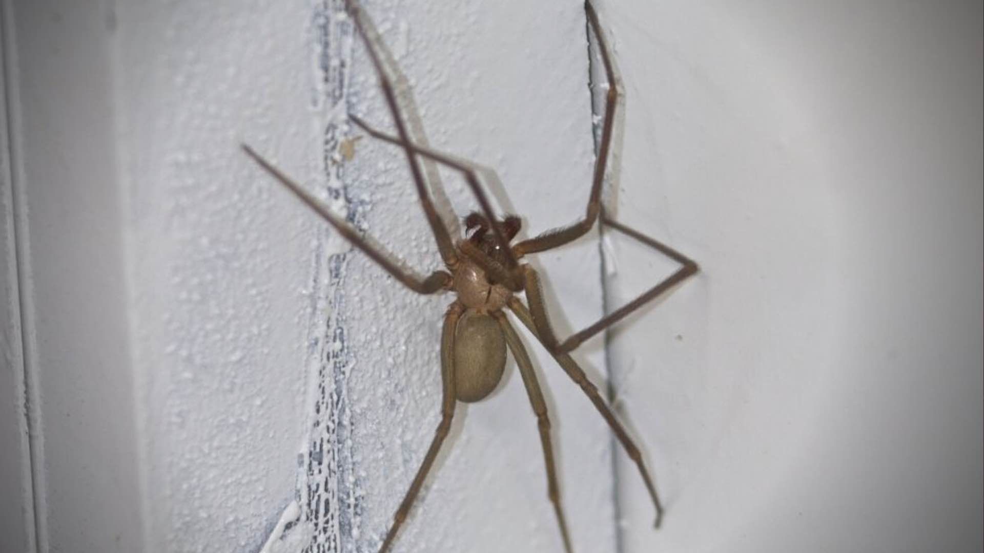 La Secretaría de Salud señala que la araña violinista es la especie más peligrosa del país