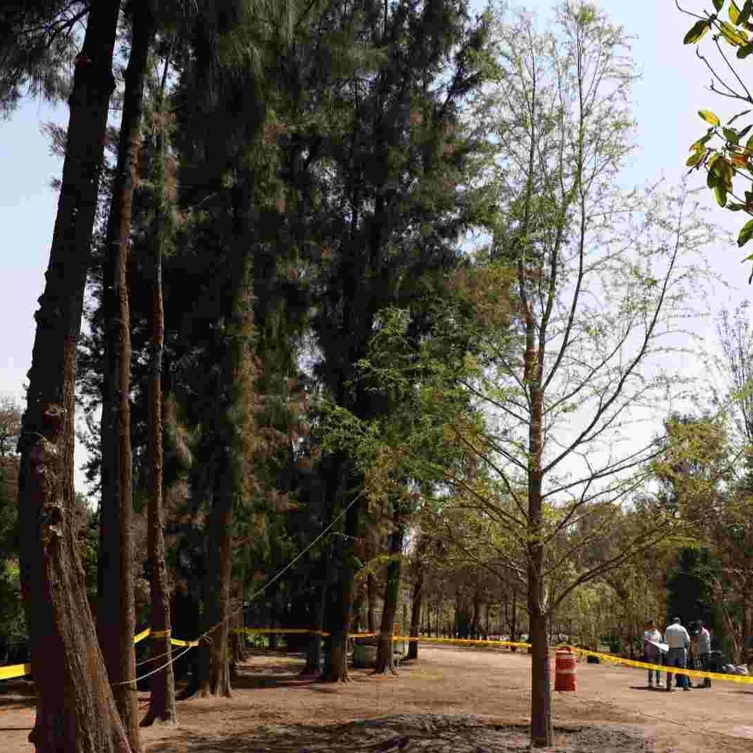 El ahuehuete que sustituirá al actual en Reforma.