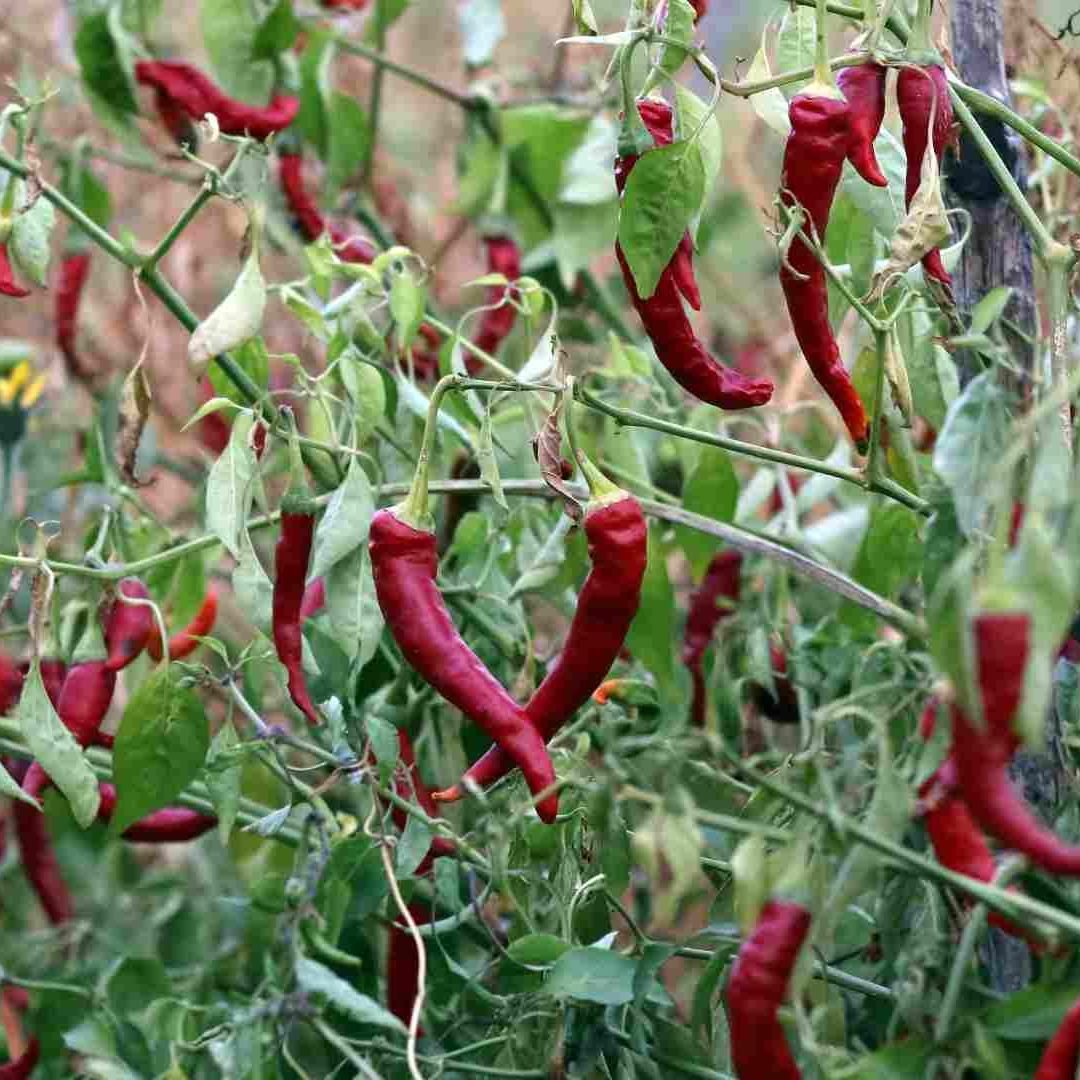 Estos son los 5 chiles más picantes del mundo, según Taste Atlas
