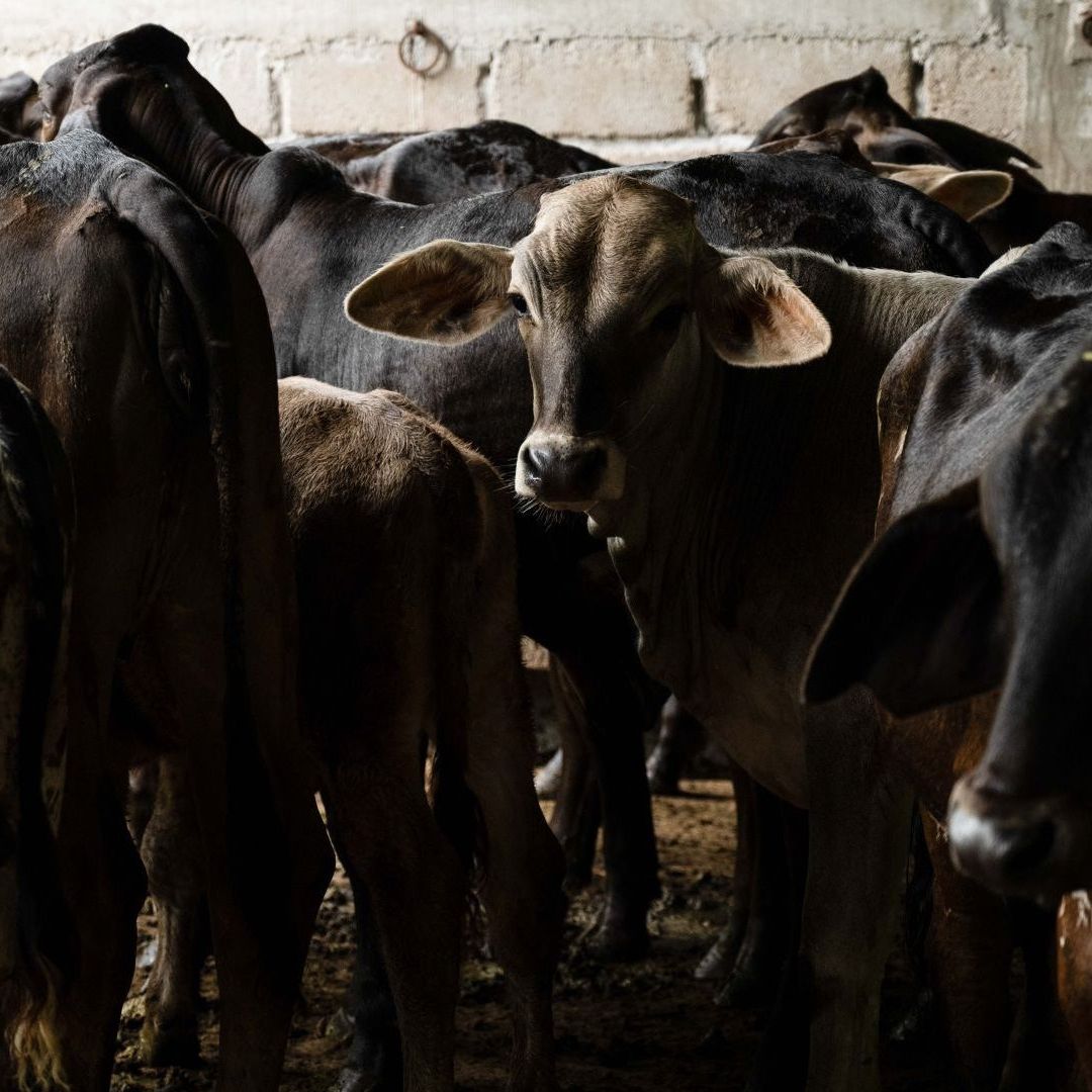Establo de vacas infectadas con gusano barrenador