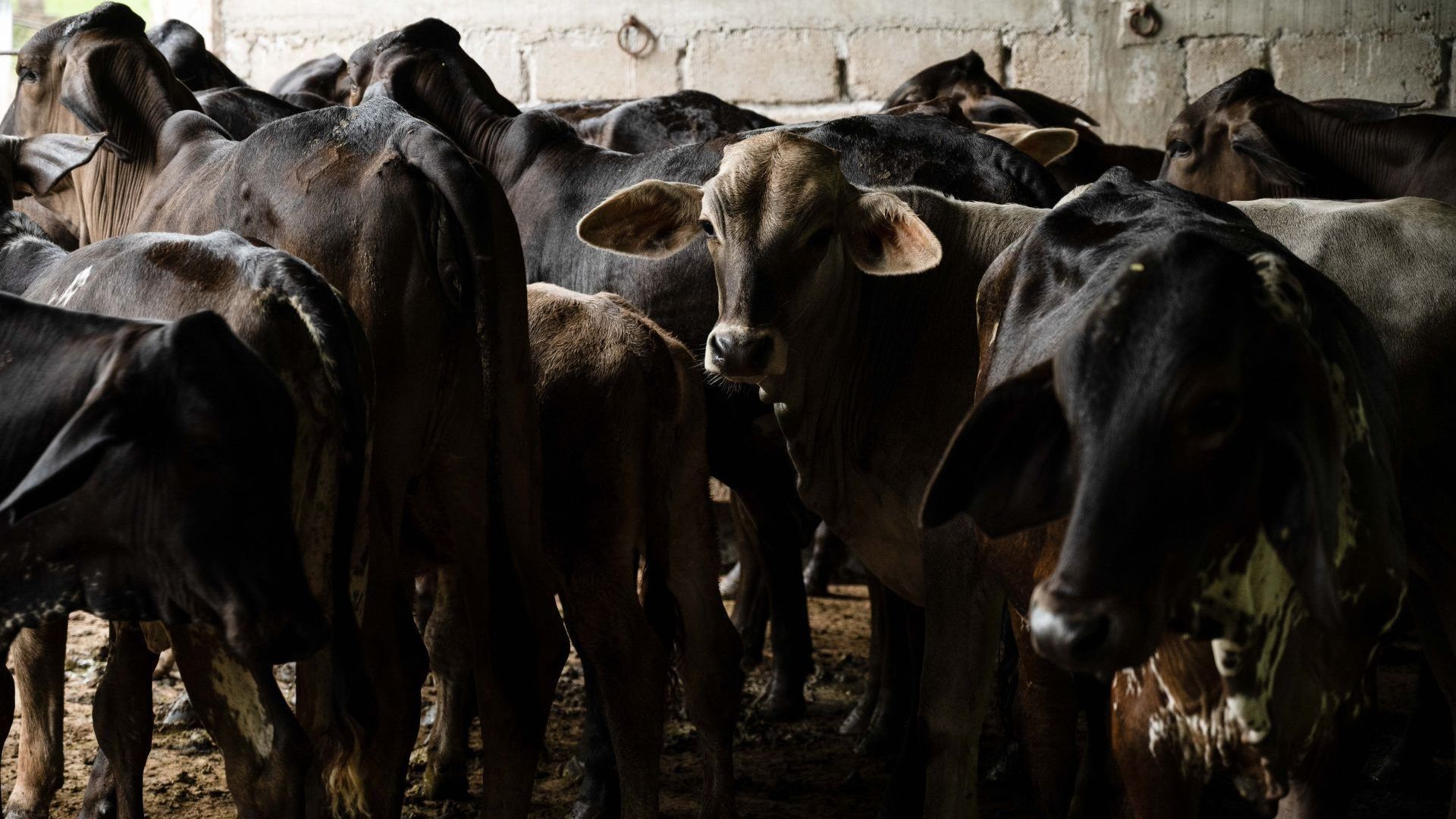 Establo de vacas infectadas con gusano barrenador