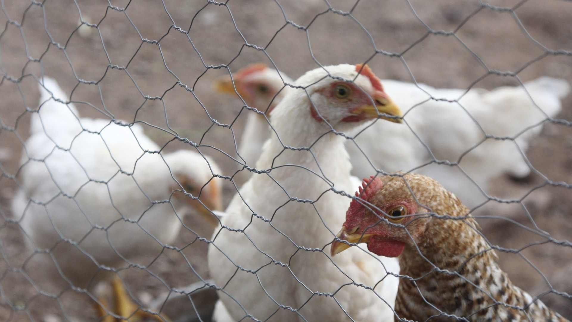Gallinas de granja