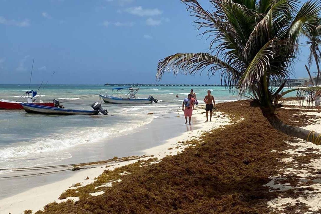Toneladas de Sargazo Invaden las Playas de Quintana Roo