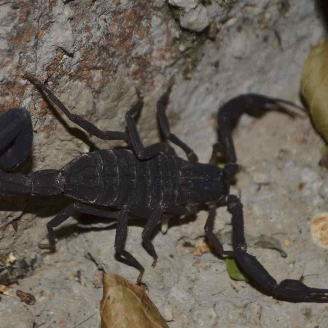 Por Calor, Aumentan 60% Picaduras de Alacranes