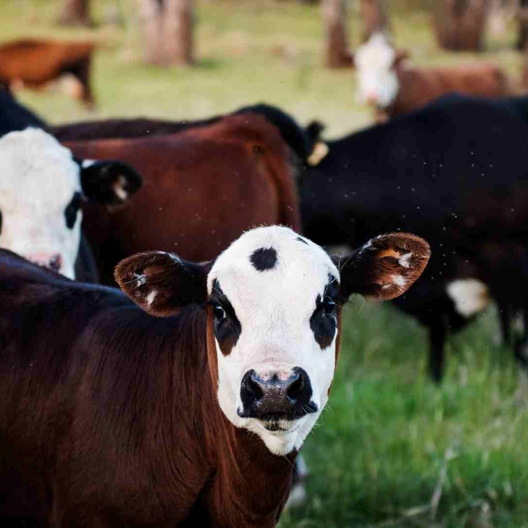 Casos de Gusano Barrenador en Querétaro