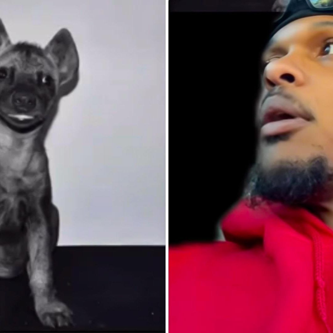 Compró una hiena creyendo que era un perro