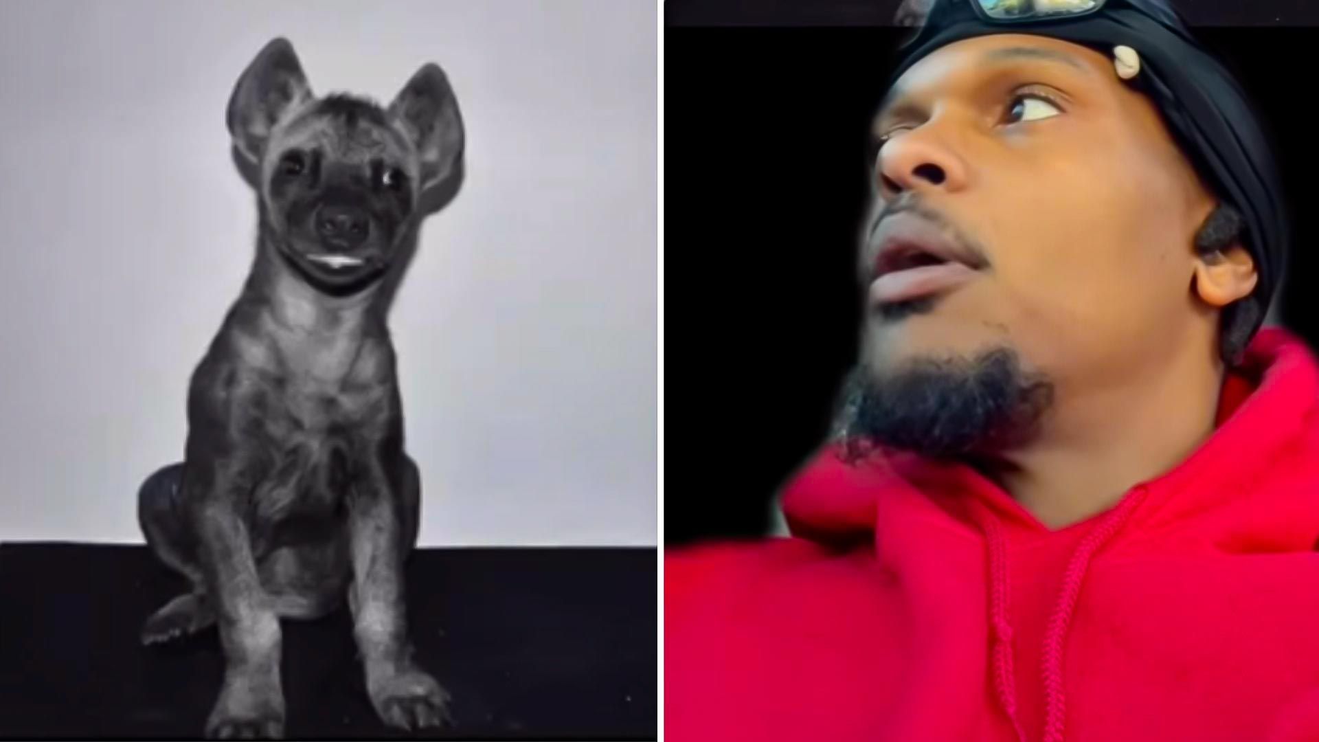Compró una hiena creyendo que era un perro
