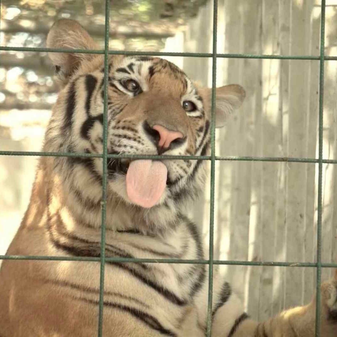 Se llevó a cabo este envío para que en la India logren repoblar territorios con esa especie