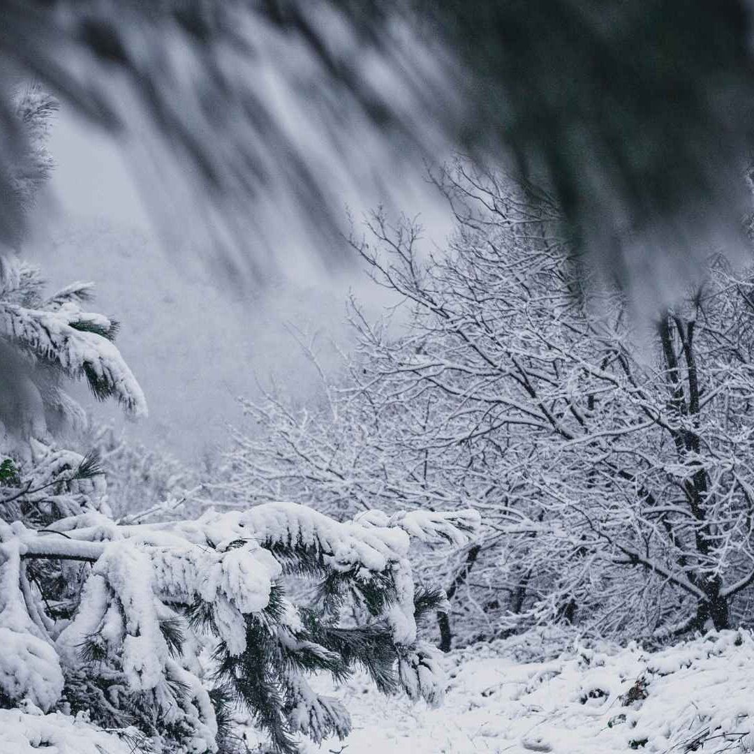 Heladas de Hasta -10°C Afectarán a Chihuahua; Prevén Caída de Nieve o Aguanieve