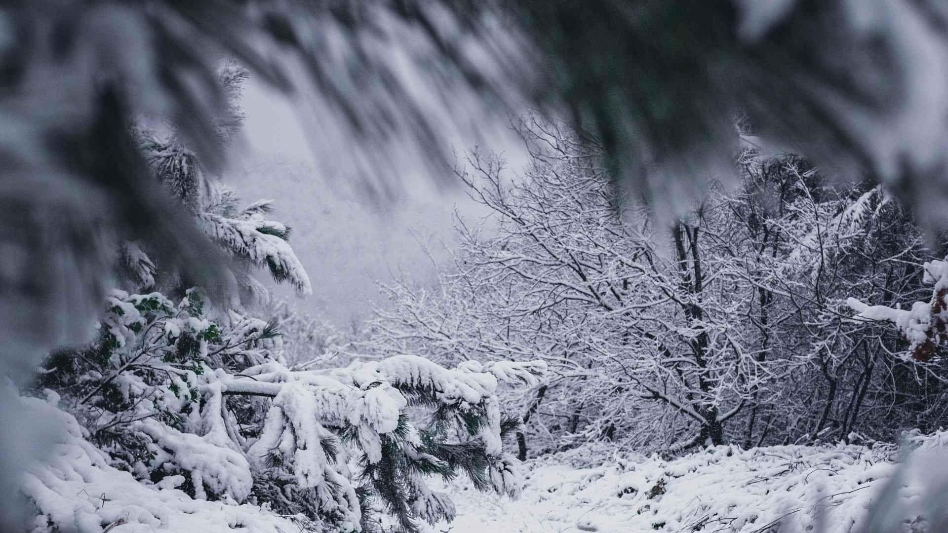 Heladas de Hasta -10°C Afectarán a Chihuahua; Prevén Caída de Nieve o Aguanieve