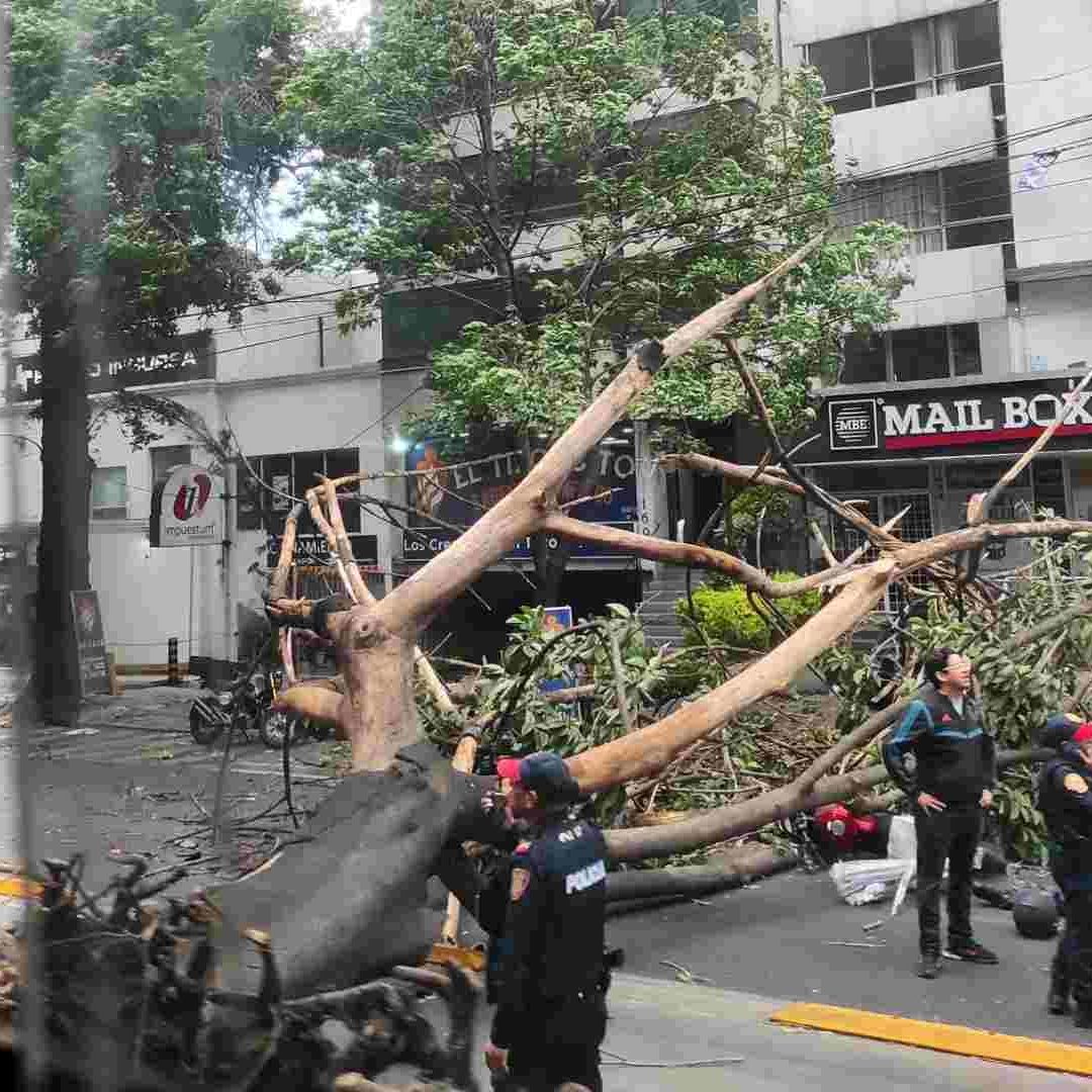 En la Ciudad de México autoridades Reportan Árboles Caídos por Fuertes Vientos