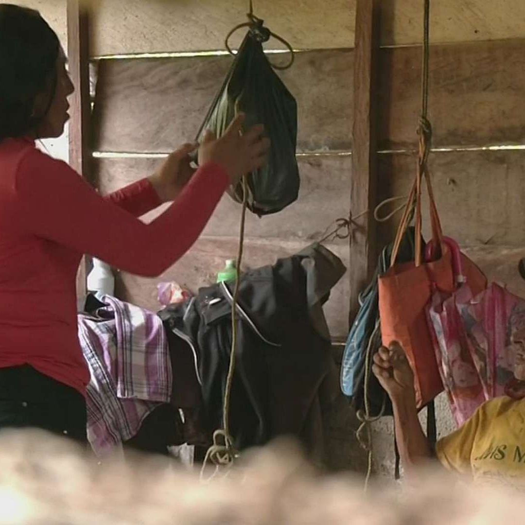Chiapas es la zona cero del gusano barrenador, que también ha afectados a varias personas. Foto: N+