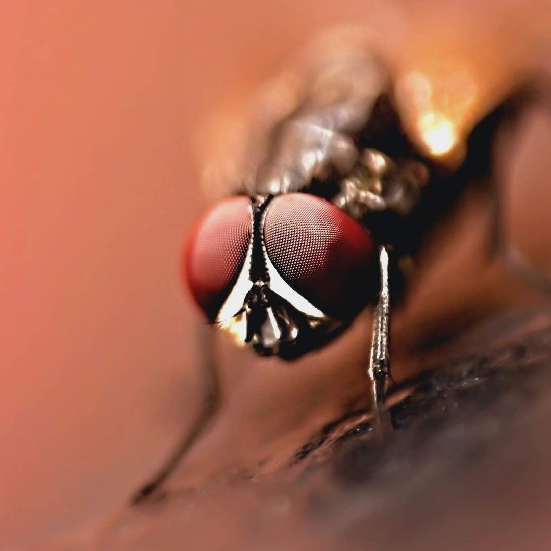 Mosca sobre una superficie