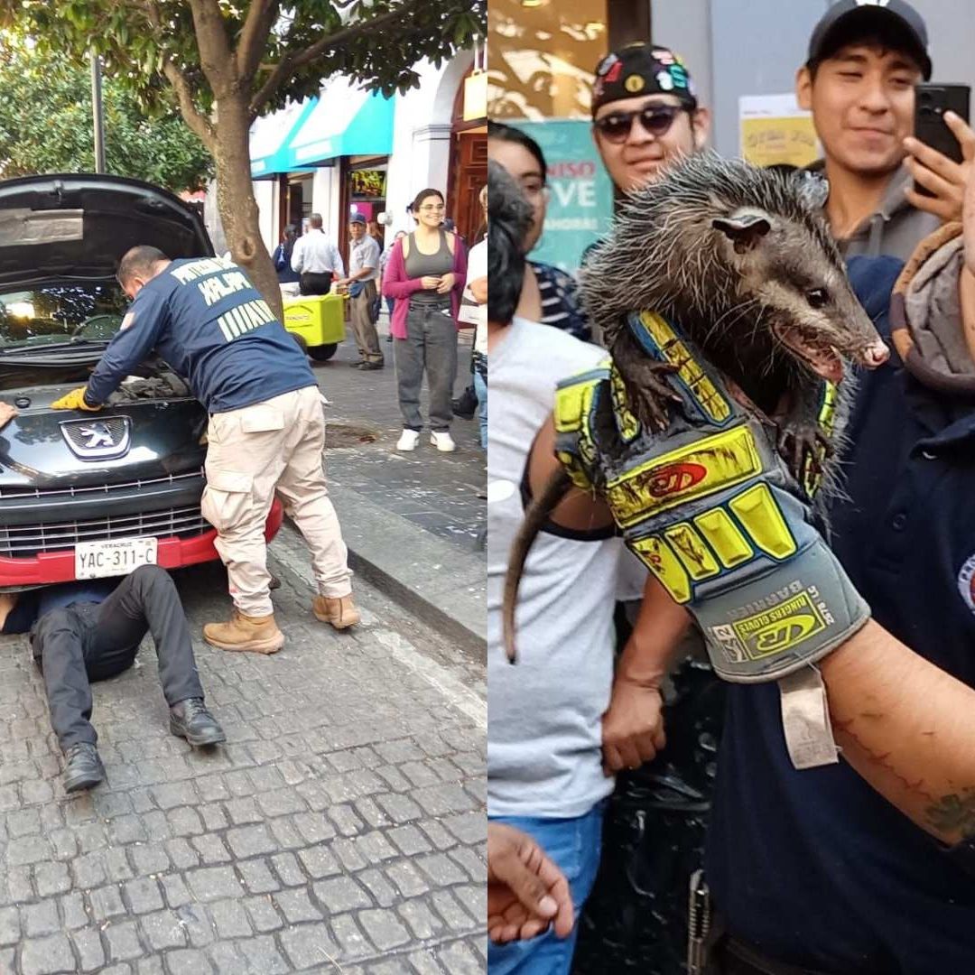El conductor decidió detener su marcha y solicitar el apoyo de Protección Civil para salvaguardar al tlacuache.