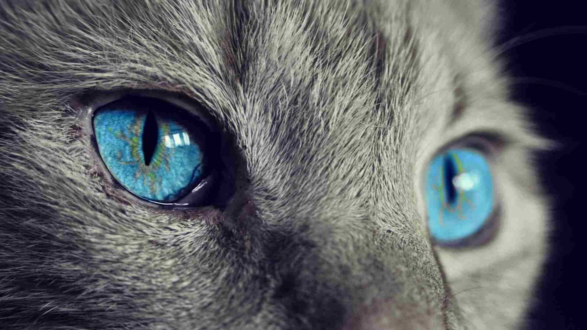 En la Expo Show Internacional de Gatos 2023 habrá una competencia de belleza felina