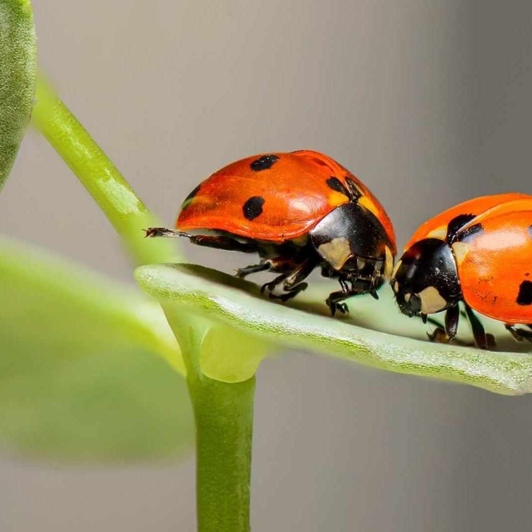 El ozono los destruye fácilmente las feromonas producidas por los insectos