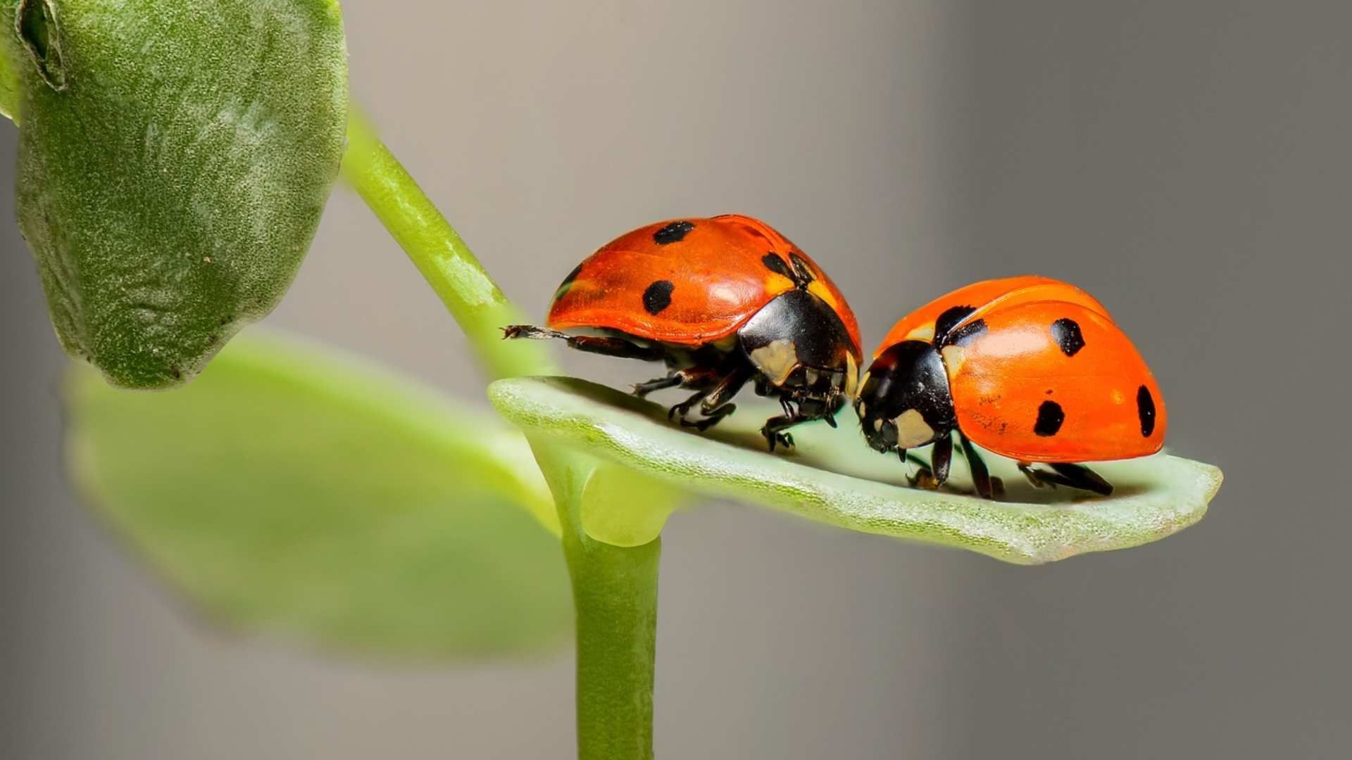 El ozono los destruye fácilmente las feromonas producidas por los insectos