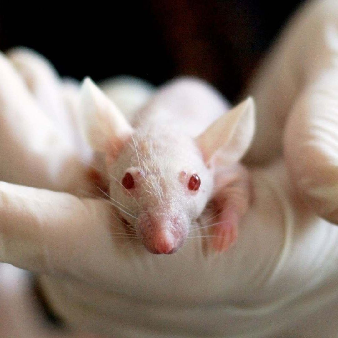 Ratón de laboratorio