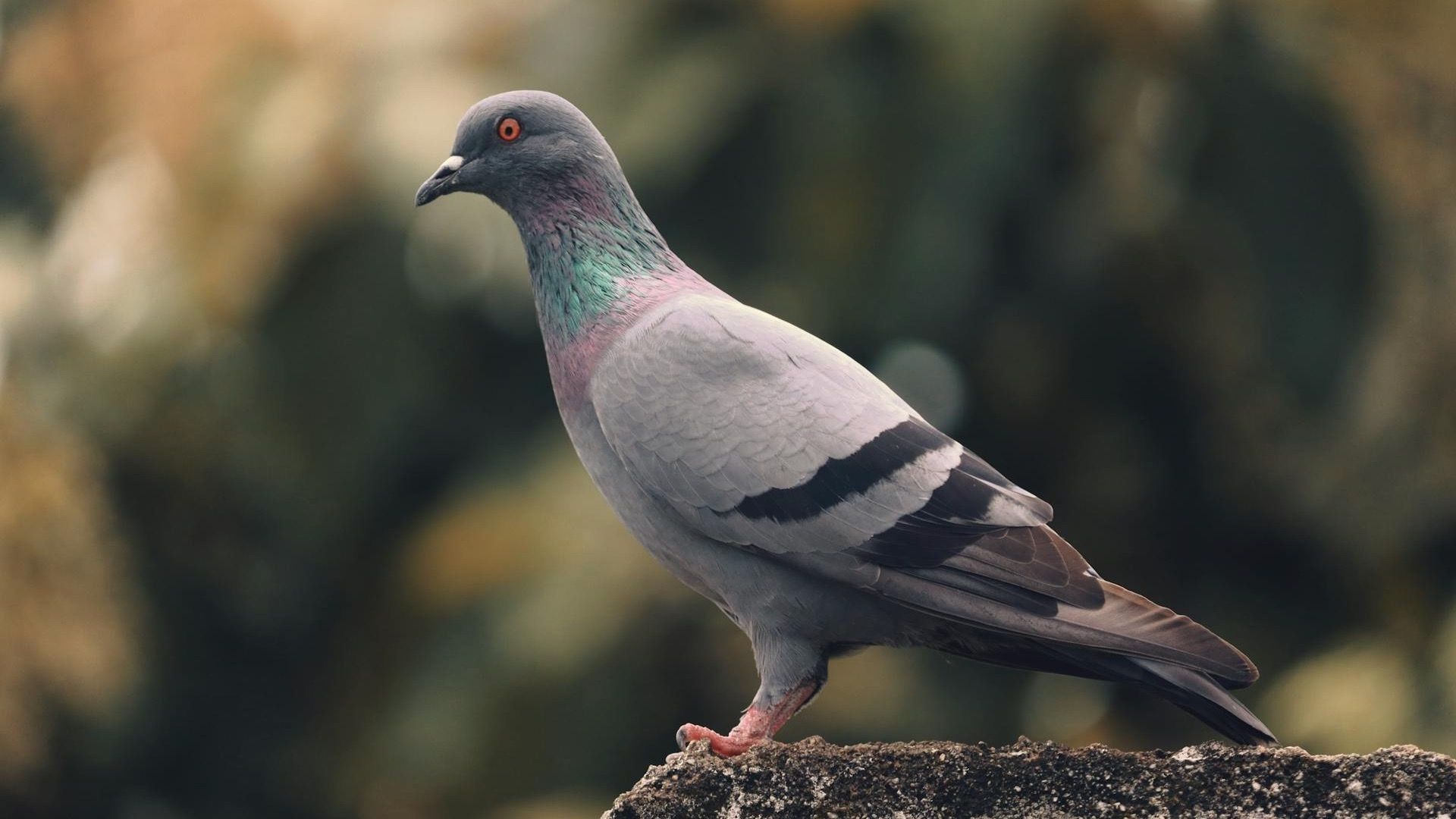 Palomas captan el campo magnético de la Tierra y lo procesan así en el cerebro