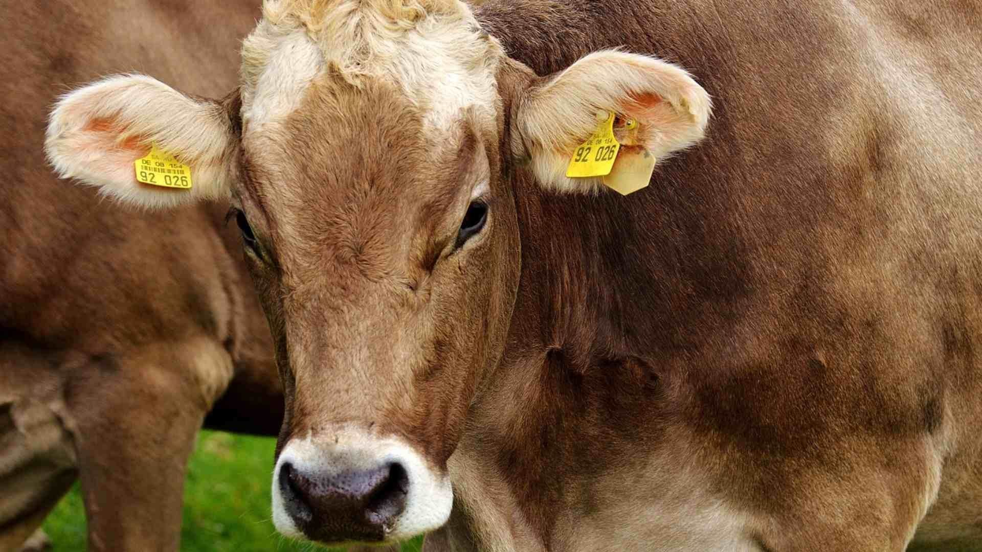 Suspenden Envío Ganado Veracruz Gusano Barrenador Qué Municipios Fueron Afectados Lista