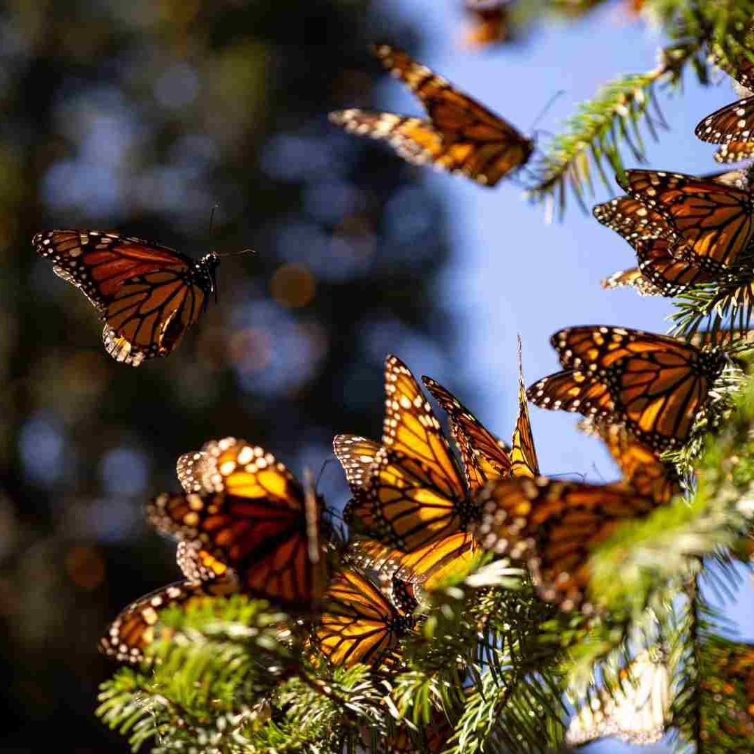Ejemplares de mariposa monarca