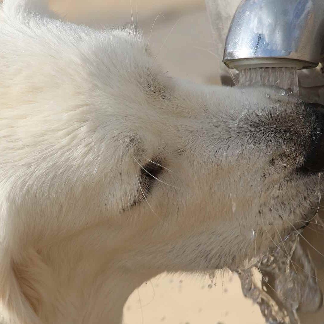 Las mascotas con mucho pelaje deben mantenerlo corto para ayudar a evitar golpes de calor