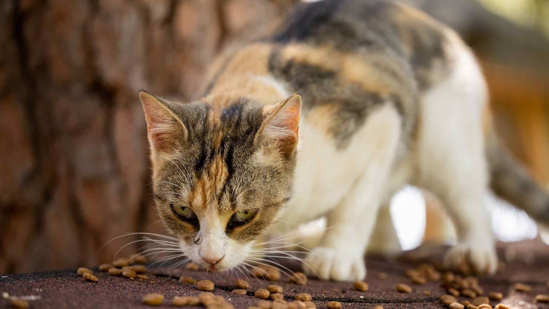 Los gatos de casa suelen vivir más años que aquellos que salen de casa y regresan cuando quieren