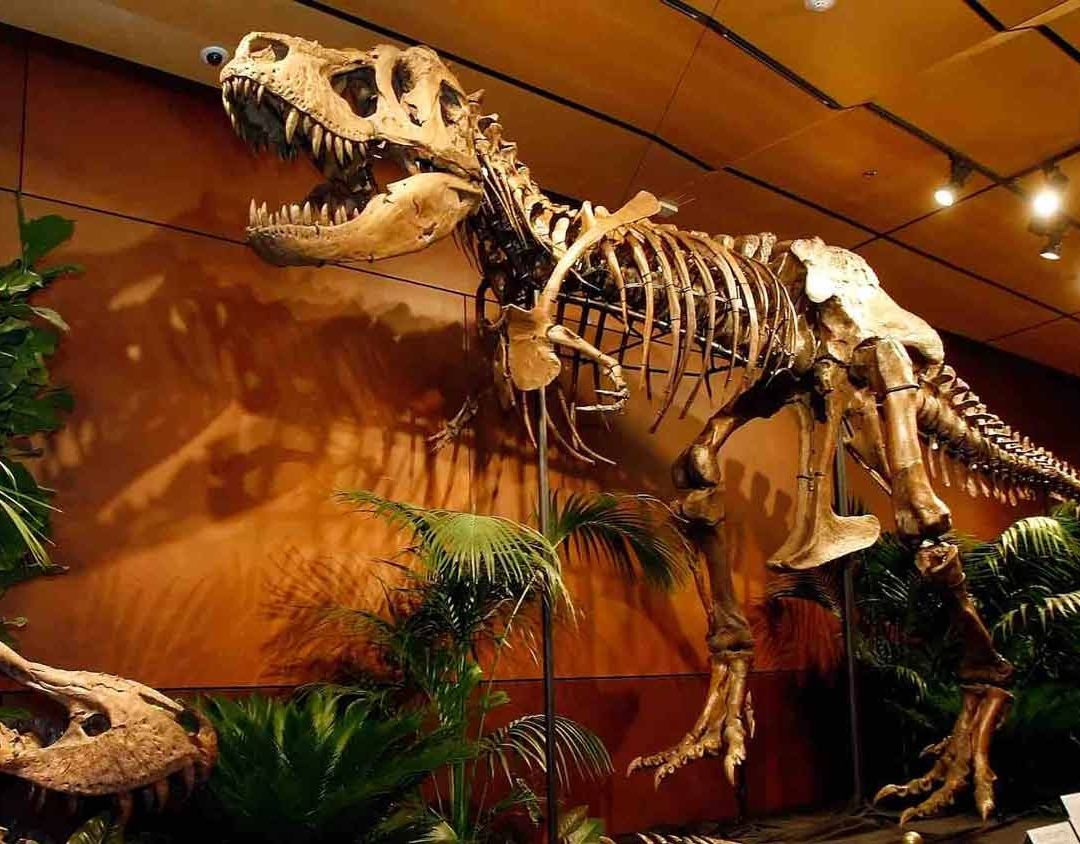 Tiranosaurio expuesto en Estados Unidos