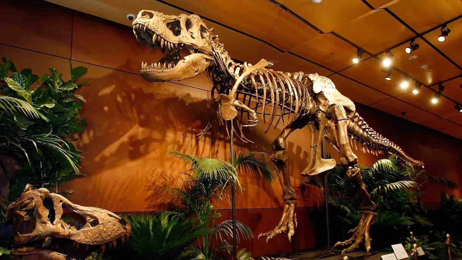Tiranosaurio expuesto en Estados Unidos