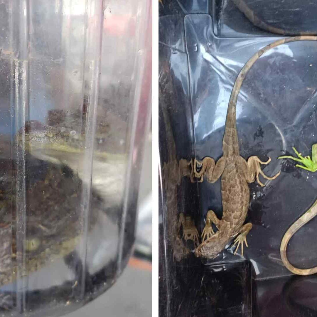 Cocodrilos en Tlalnepantla: Pareja Vendía Animales Exóticos en Tianguis