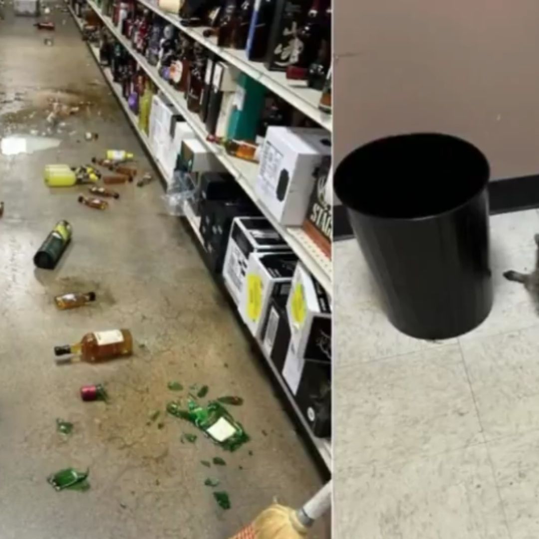 Mapache Saquea Vinatería y se Emborracha antes de Desmayarse en el Baño