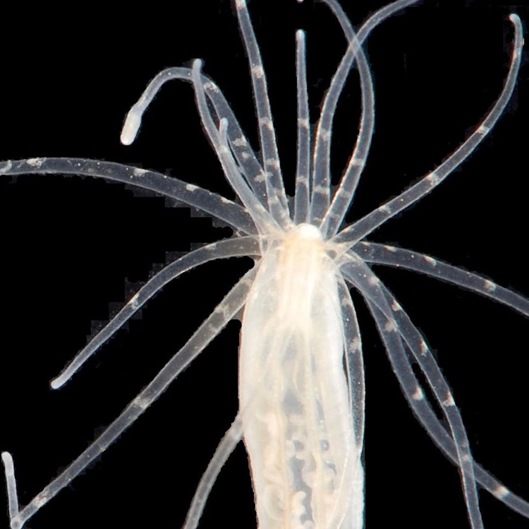 La anémona de mar forma recuerdos pese a no tener cerebro