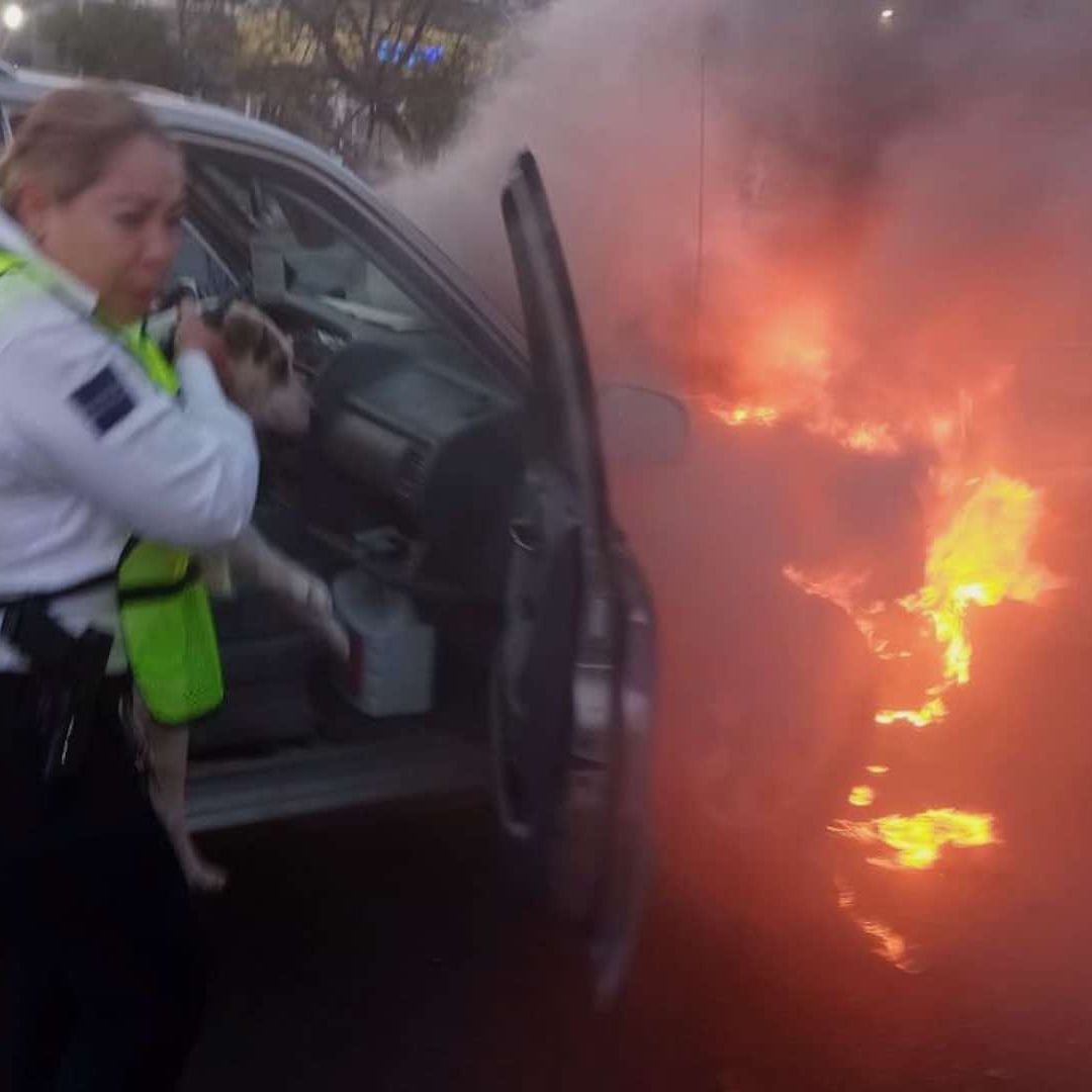 Mujer policía rescata a perro de auto en llamas
