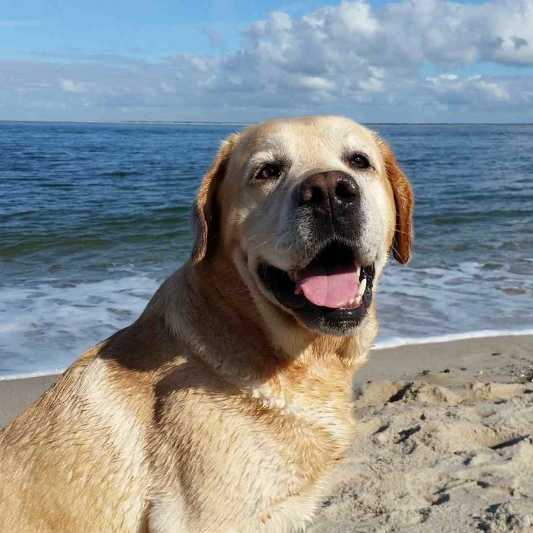 Para cuidar la salud de un perro en la playa se deben tomar en cuenta algunos consejos