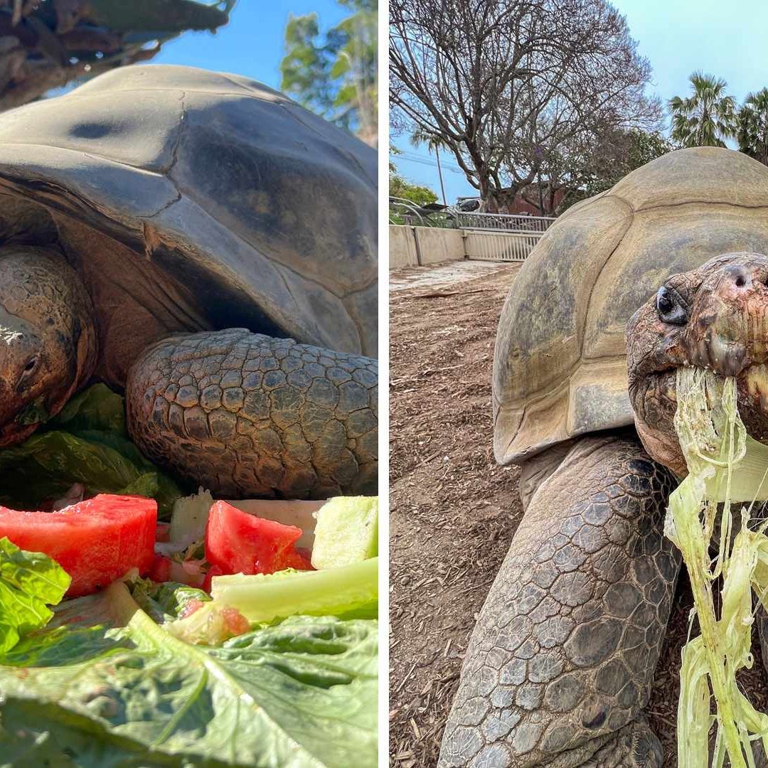 Muere “Gramma” Tortuga Gigante del San Diego Zoo a sus 141 Años