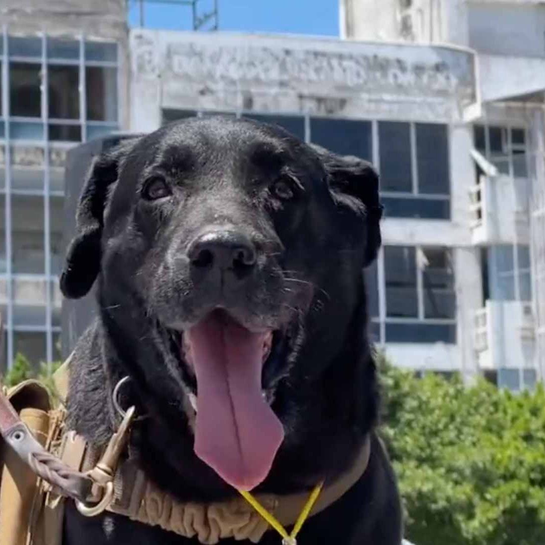 Reconocimiento al binomio canino "Sismo", integrante de la Unidad de Búsqueda y Rescate de la Secretaría de ProtecciónCivil