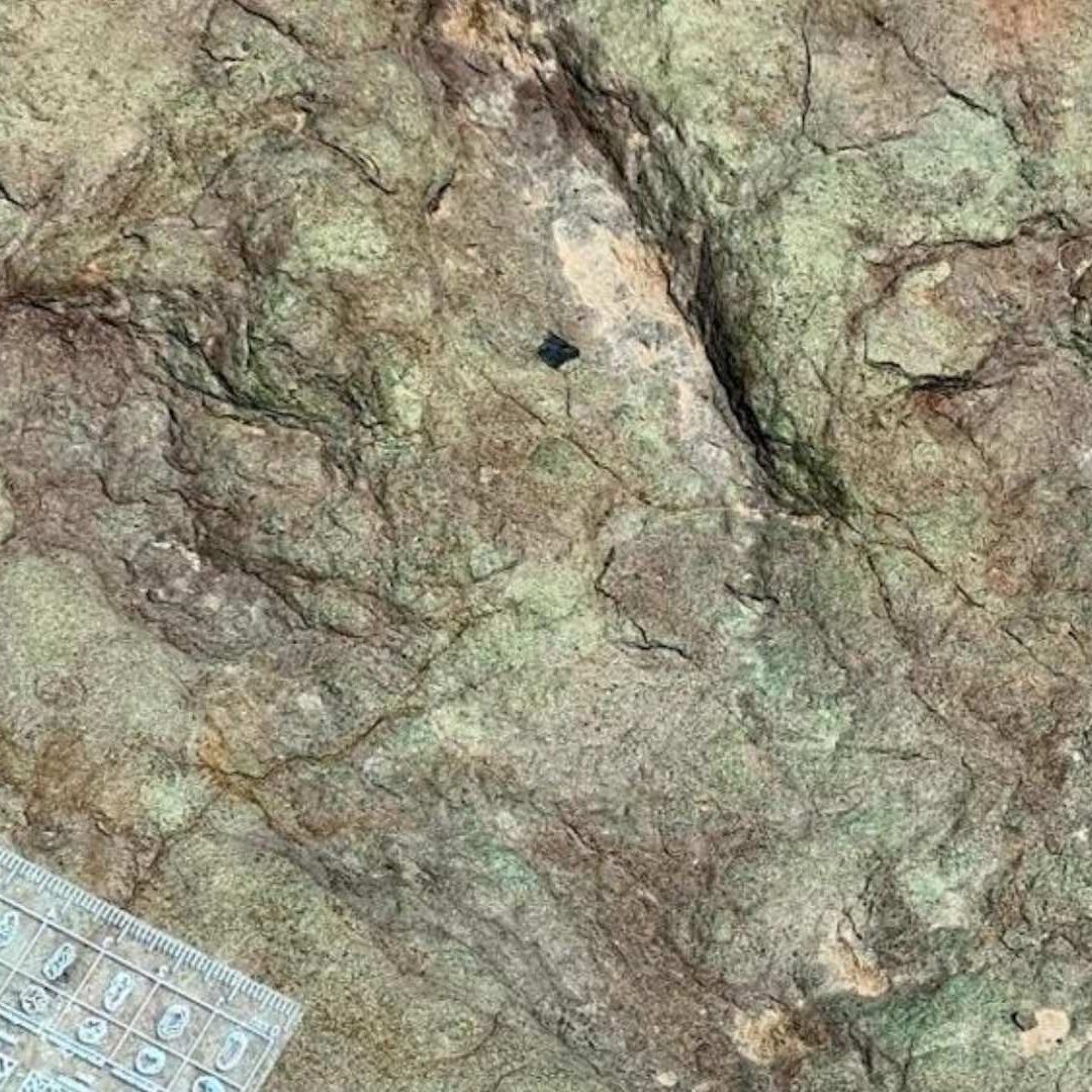 Hallazgo de Huellas de Diversos Dinosarios en Reserva Territorial Tehuacán Puebla Cuicatlán Oaxaca