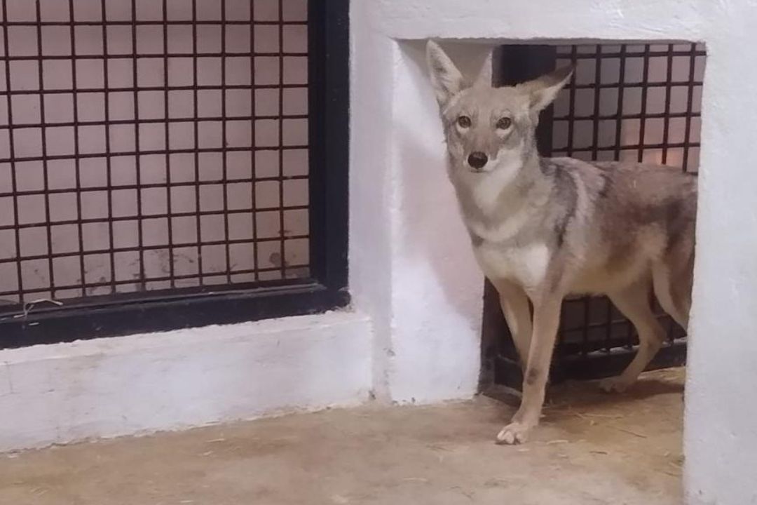 Zoológico de la CDMX rehabilita hembra de coyote rescatada