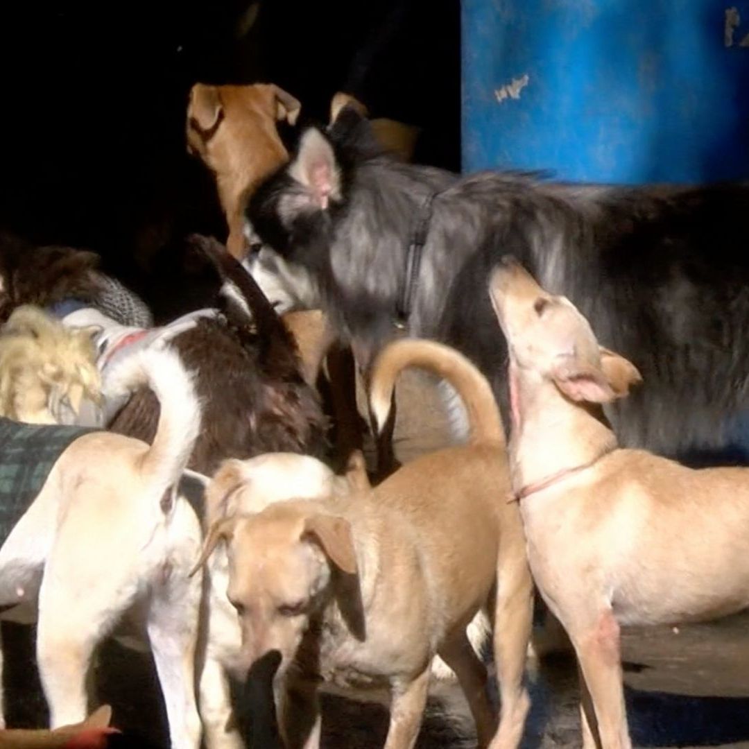 Perros en Ensenada
