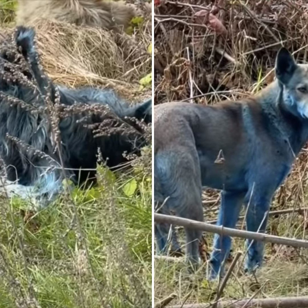 ¿Por qué hay perros azules en Chernóbil, Ucrania?