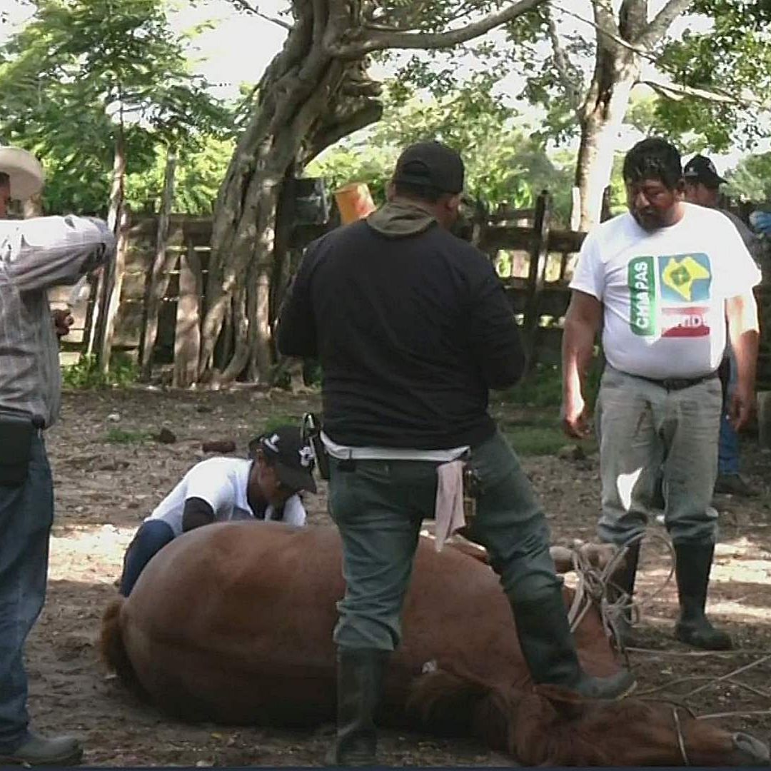 En Chiapas, veterinarios se enfrentan a la falta de insumos para curar a animales con gusano barrenador. Foto: N+