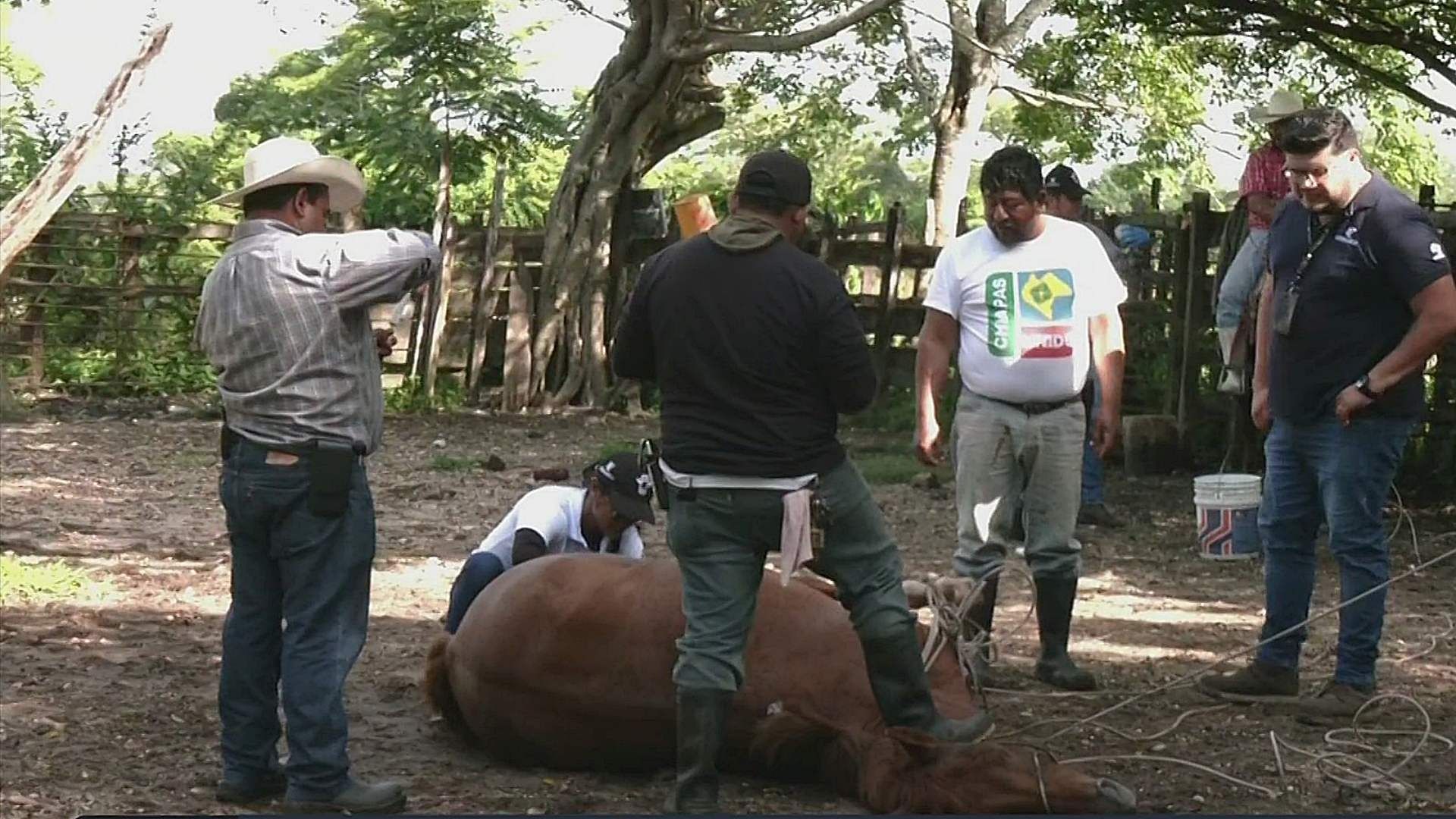 En Chiapas, veterinarios se enfrentan a la falta de insumos para curar a animales con gusano barrenador. Foto: N+