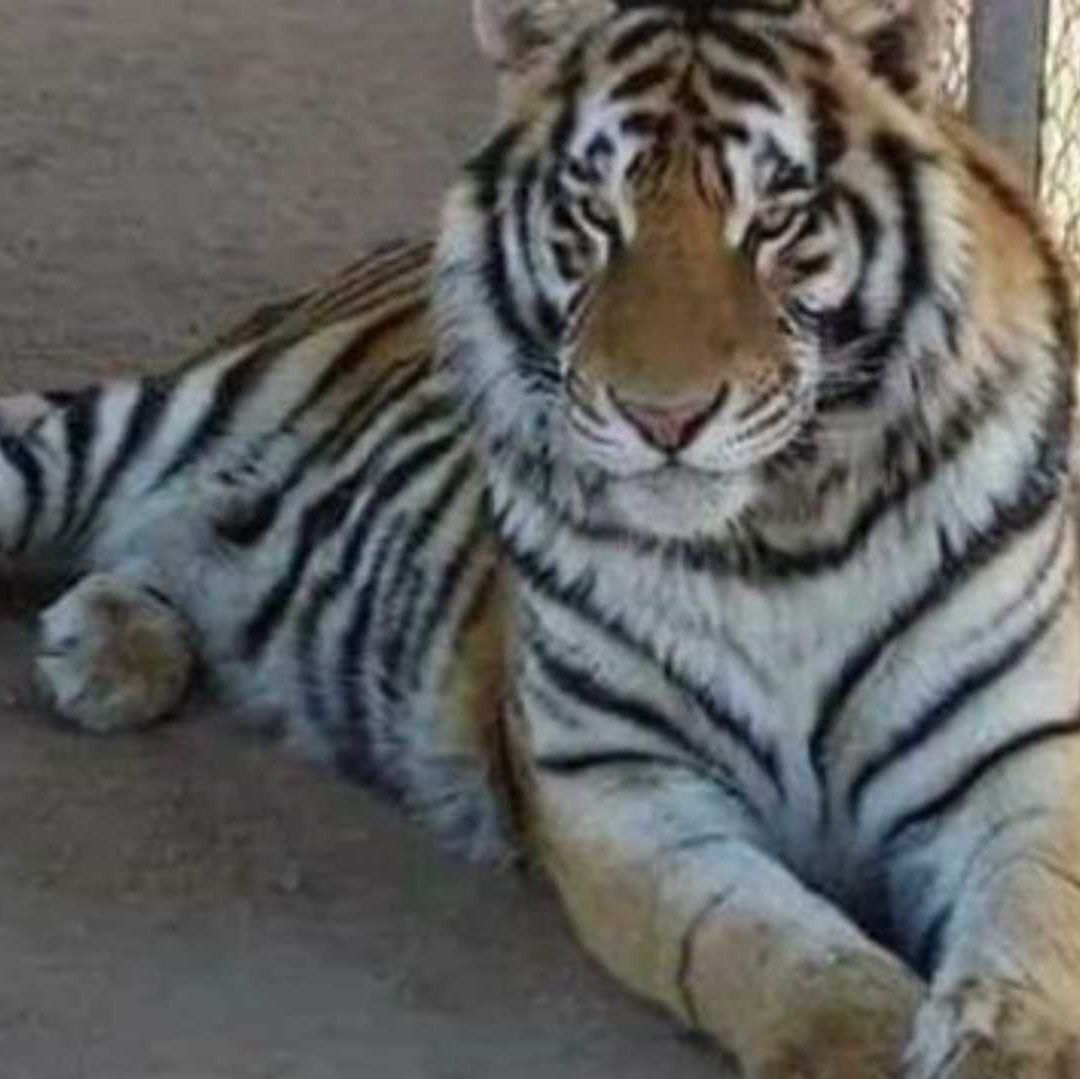Buscan al Tigre Baluma Robado en Sonora; Acusan a Policías