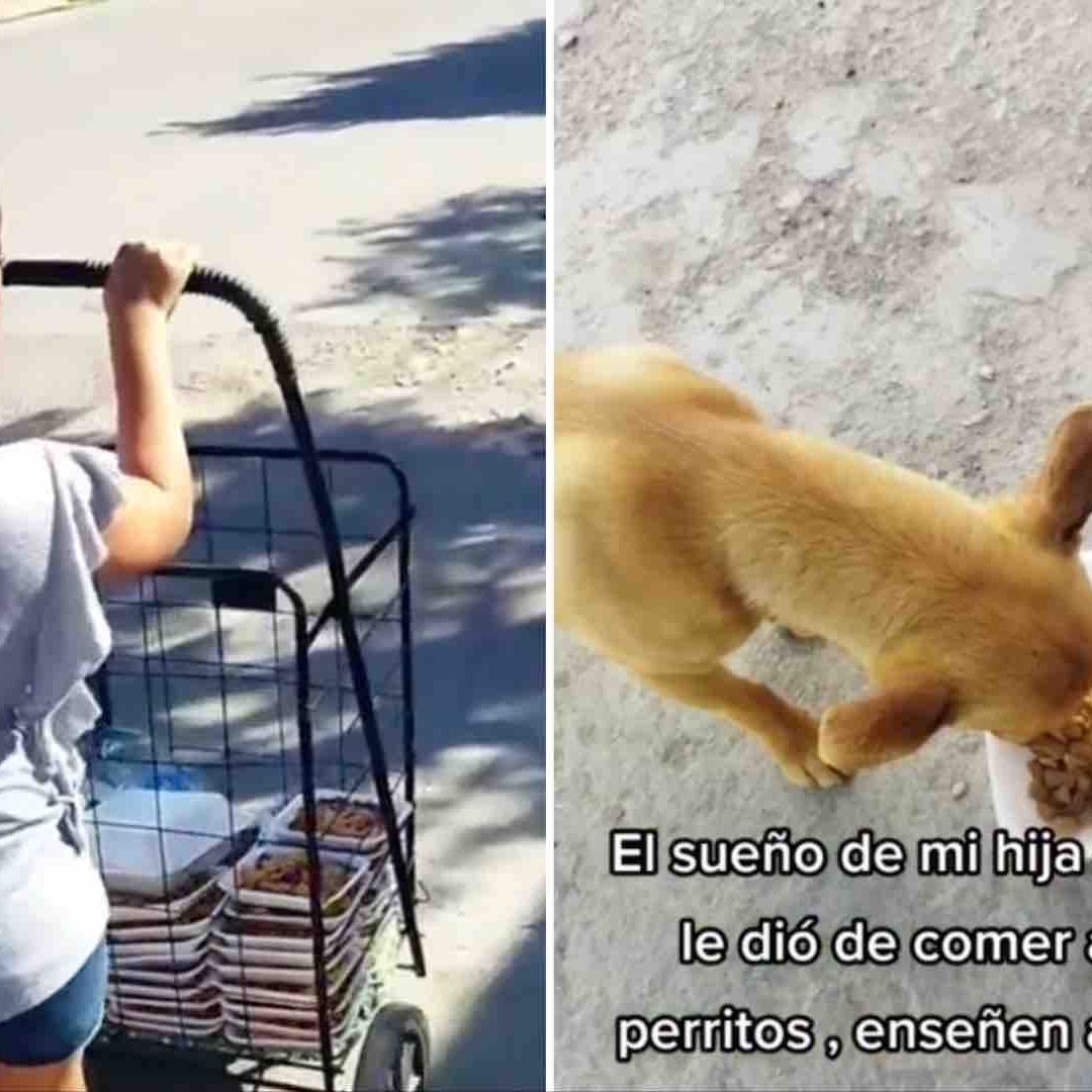 Niña salió a dar de comer a 50 perritos