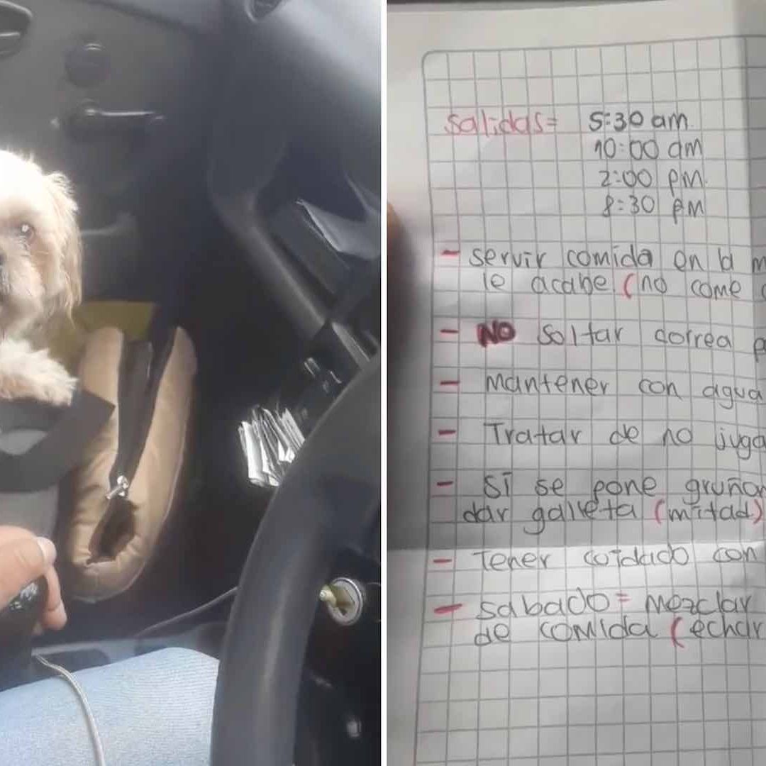 Perrito es abandonado en taxi por su dueño