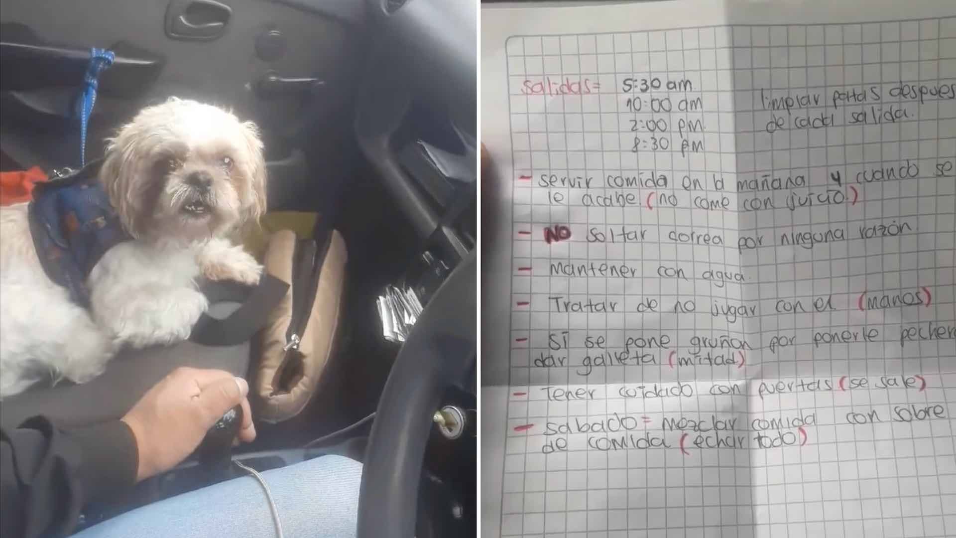 Perrito es abandonado en taxi por su dueño